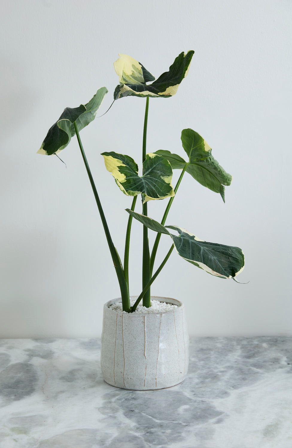 Morgan Pot Set of 4 By Accent Decor | Wall Decor | Modishstore - 10