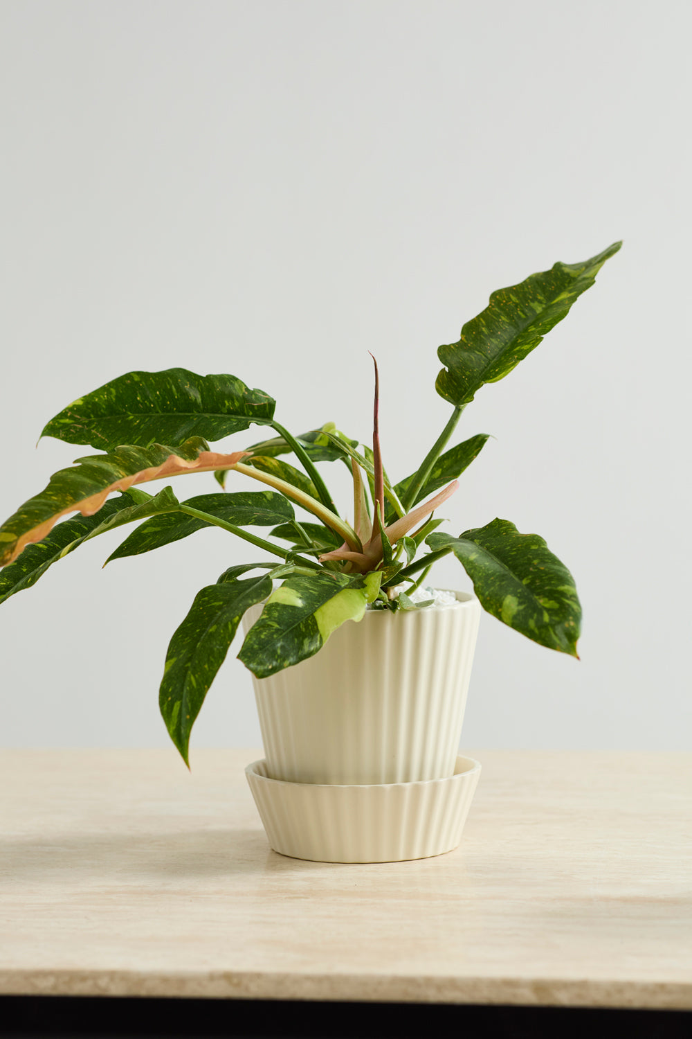 Quincy Pot Set of 4 By Accent Decor | Planters, Troughs & Cachepots | Modishstore - 9