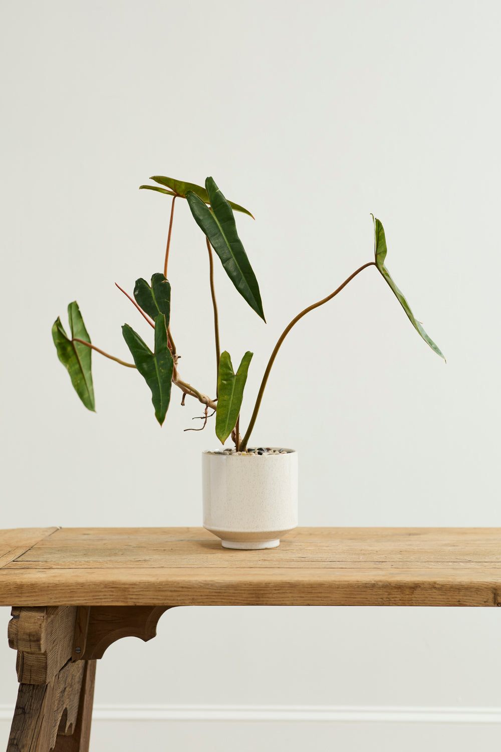 Bello Pot Set of 8 By Accent Decor | Planters, Troughs & Cachepots | Modishstore - 9