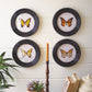 Round Framed Butterfly Prints Under Glass Set Of 4 By Kalalou | Wall Painting | Modishstore