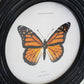 Round Framed Butterfly Prints Under Glass Set Of 4 By Kalalou | Wall Painting | Modishstore - 2