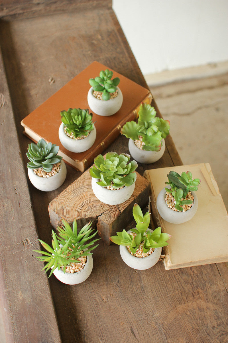 Set Of Eight Small Succulents With Round Cement Pot (Min 2) By Kalalou
