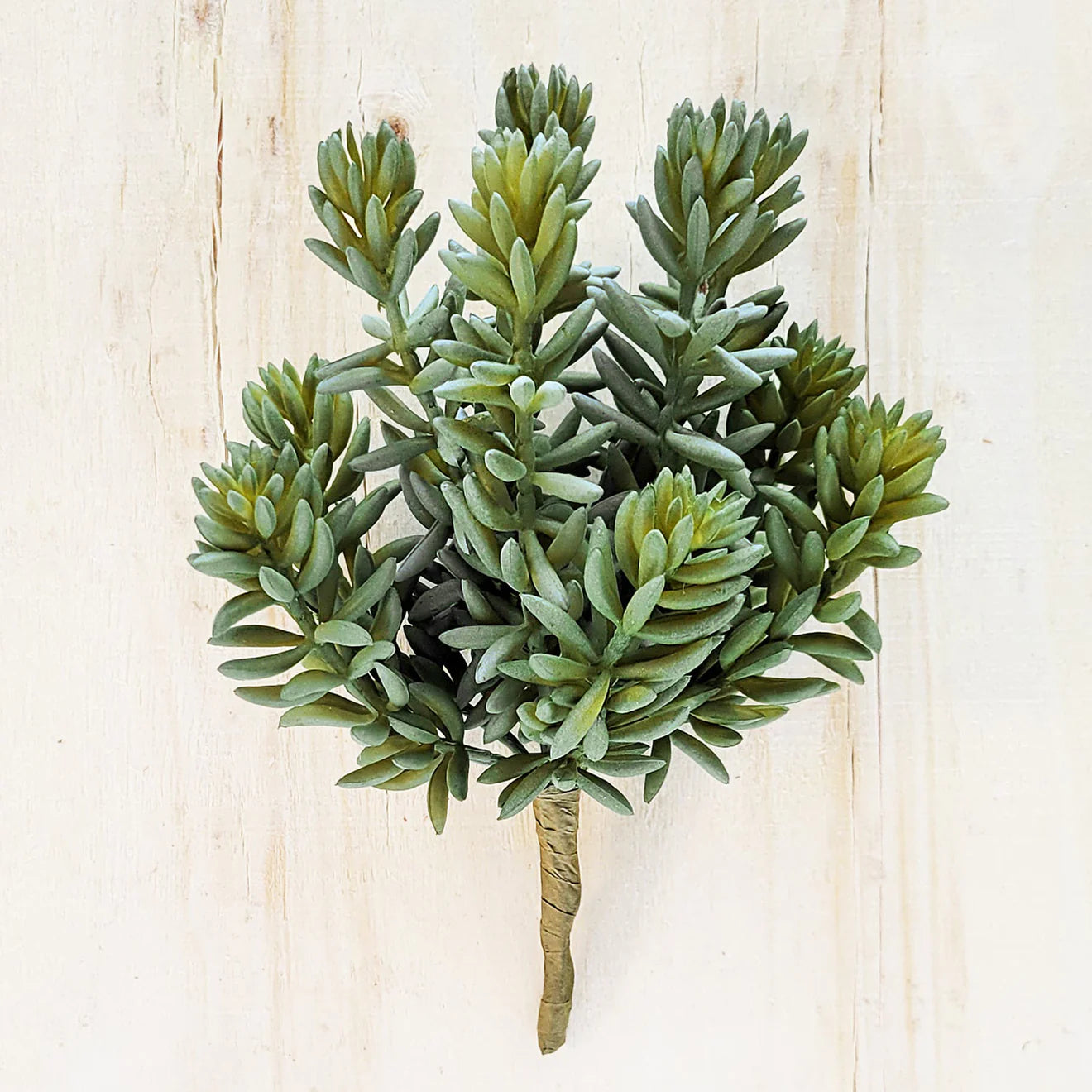 Green Wall, Mini Pulidonis & Kalanchoe 2 By Gold Leaf