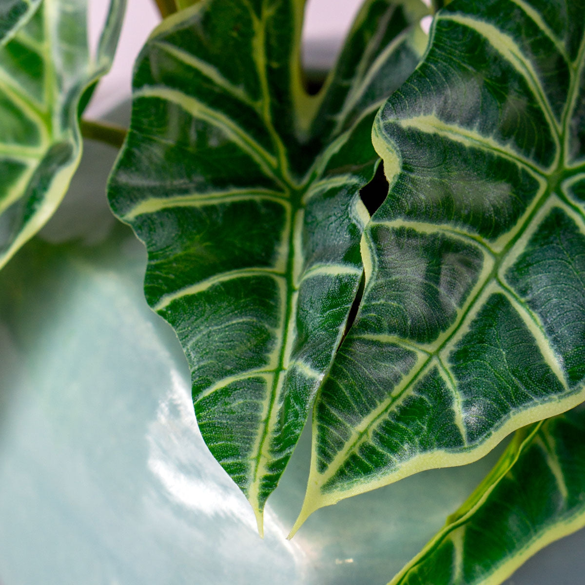 Alocasia in Painted Iron Table Planter By Gold Leaf | Planters, Troughs & Cachepots | Modishstore - 5