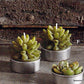 Roost Succulent Tealights