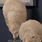 Uttermost Oyster Shell Sculptures, S/2 | Modishstore | Sculptures-5