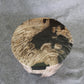 Petrified Wood Log Stool 11in x 13in x 16in (h) - 1985.21 | Petrified Wood Stools | Modishstore-2