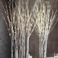 Roost Lighted Birch Forest