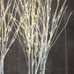 Roost Lighted Birch Forest