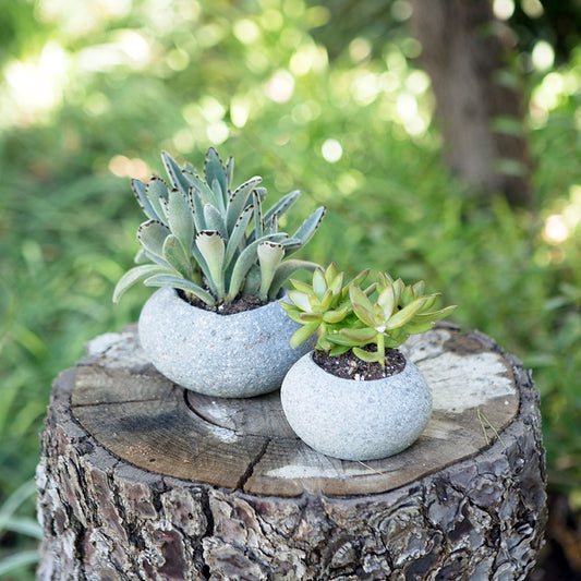 Garden Age Supply Stone Succulents Pot - Small  Set Of 12 | Outdoor Planters, Troughs & Cachepots | 21471 | Modishstore