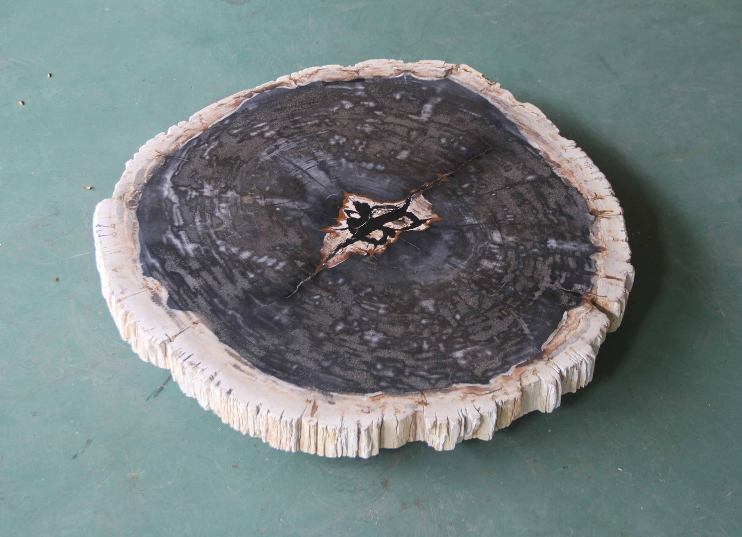 Petrified Wood Slab Coffee Table - 31"x 26"x 2"H - PFT0339/27-8
