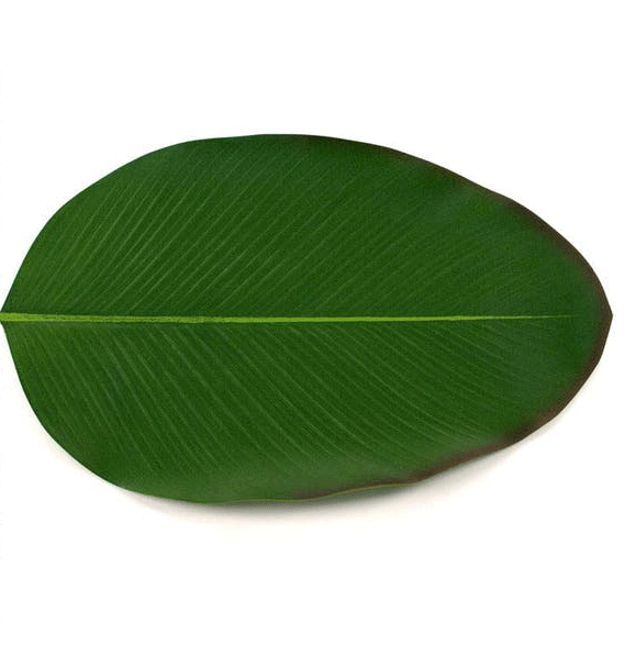 BaliHai Placemat (Set of 4) by Texture Designideas | Mats | Modishstore-5