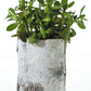 White Birch Cylinder and Bowl S/2 By Accent Decor | Planters, Troughs & Cachepots | Modishstore - 8