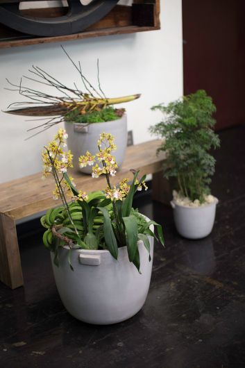 Dim Natural Grey Concrete Planter Pot By Accent Decor- 3 sizes | Planters, Troughs & Cachepots | Modishstore - 8