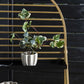 Draco Collection Plant Shelf By Accent Decor | Shelves & Shelving Units | Modishstore - 4