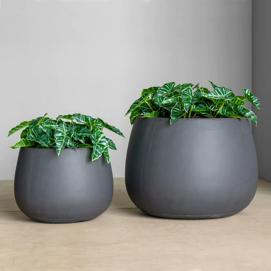Alocasia In Puddle Planter Set Of 2 By Gold Leaf Design Group | Planters, Troughs & Cachepots | Modishstore
