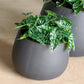 Alocasia In Puddle Planter Set Of 2 By Gold Leaf Design Group | Planters, Troughs & Cachepots | Modishstore - 3