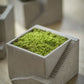 Vagabond Vintage Cement Planter, Architectural Cube I- Set of 2 | Modishstore | Planters, Troughs & Cachepots