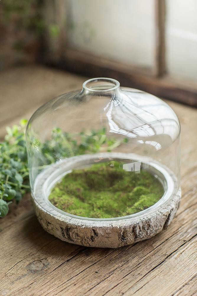 Vagabond Vintage Cement Dish and Glass Dome Terrarium | Modishstore | Glass Terrariums