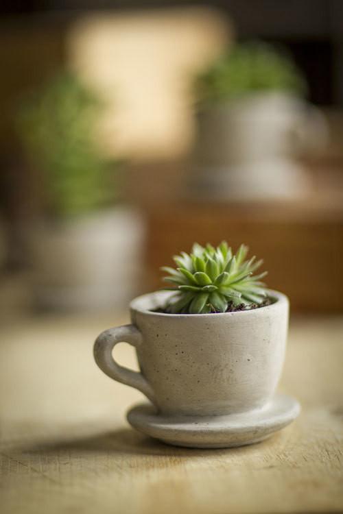 coffee cup planter pot Vagabond Vintage Concrete Tea and Coffee Cup Planter