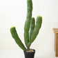 Artificial Multi Trunk Cactus In A Plastic Pot By Kalalou |  Planters, Troughs & Cachepots | Modishstore | CNL1321