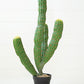 Artificial Multi Trunk Cactus In A Plastic Pot By Kalalou |  Planters, Troughs & Cachepots | Modishstore | CNL1321 - 3
