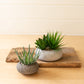 Succulents In Concrete Pots  Set Of 2 By Kalalou |  Planters, Troughs & Cachepots | Modishstore | CNL1334