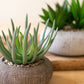 Succulents In Concrete Pots  Set Of 2 By Kalalou |  Planters, Troughs & Cachepots | Modishstore | CNL1334 - 2
