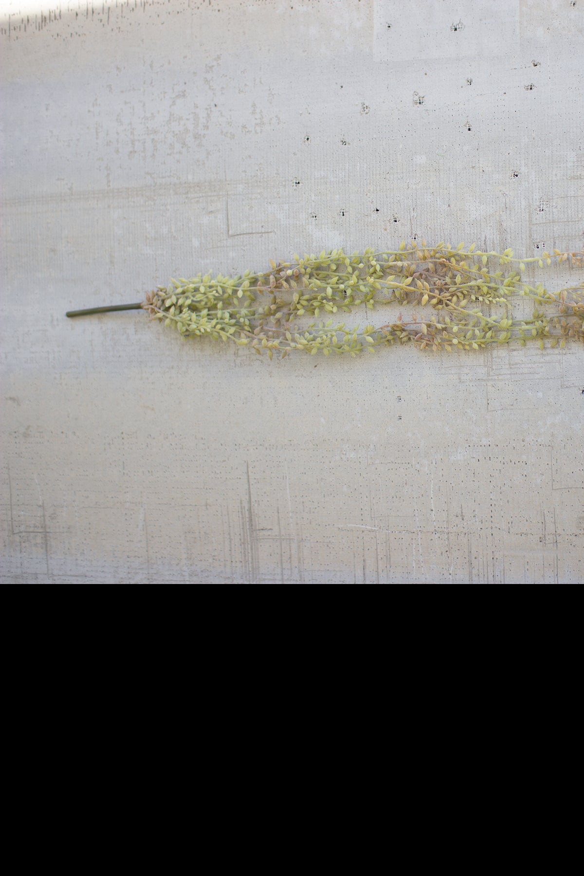 Kalalou 30" Necklace Plant (6 eas per box) | Modishstore | Botanicals