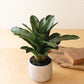 Artificial succulent plant in a ceramic pot By Kalalou | Modishstore | Planters, Troughs & Cachepots
