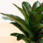 Artificial succulent plant in a ceramic pot By Kalalou-3