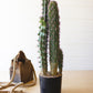 Artificial Cactus In A Black Plastic Pot With Five Stems By Kalalou | Planters, Troughs & Cachepots | Modishstore