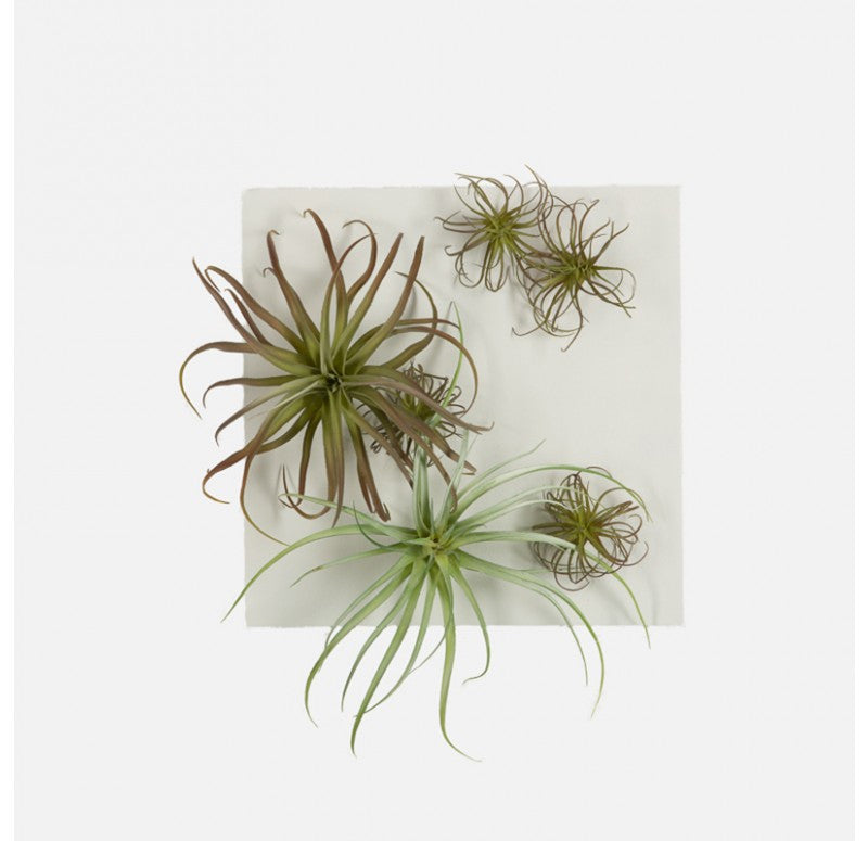 Gold Leaf Design Group Tillandsia Mix On White Canvas | Wall Decor | Modishstore - 2