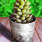 Roost Potted Succulent Candles-10