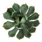 Agave 11.25"OH Potted By Gold Leaf Design Group | Planters, Troughs & Cachepots |  Modishstore - 6