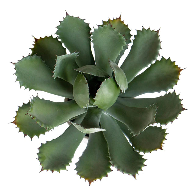 Agave 11.25"OH Potted By Gold Leaf Design Group | Planters, Troughs & Cachepots | Modishstore - 6
