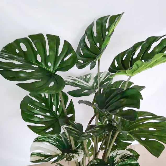 Monstera 48"H, potted By Gold Leaf Design Group | Planters, Troughs & Cachepots | Modishstore - 4