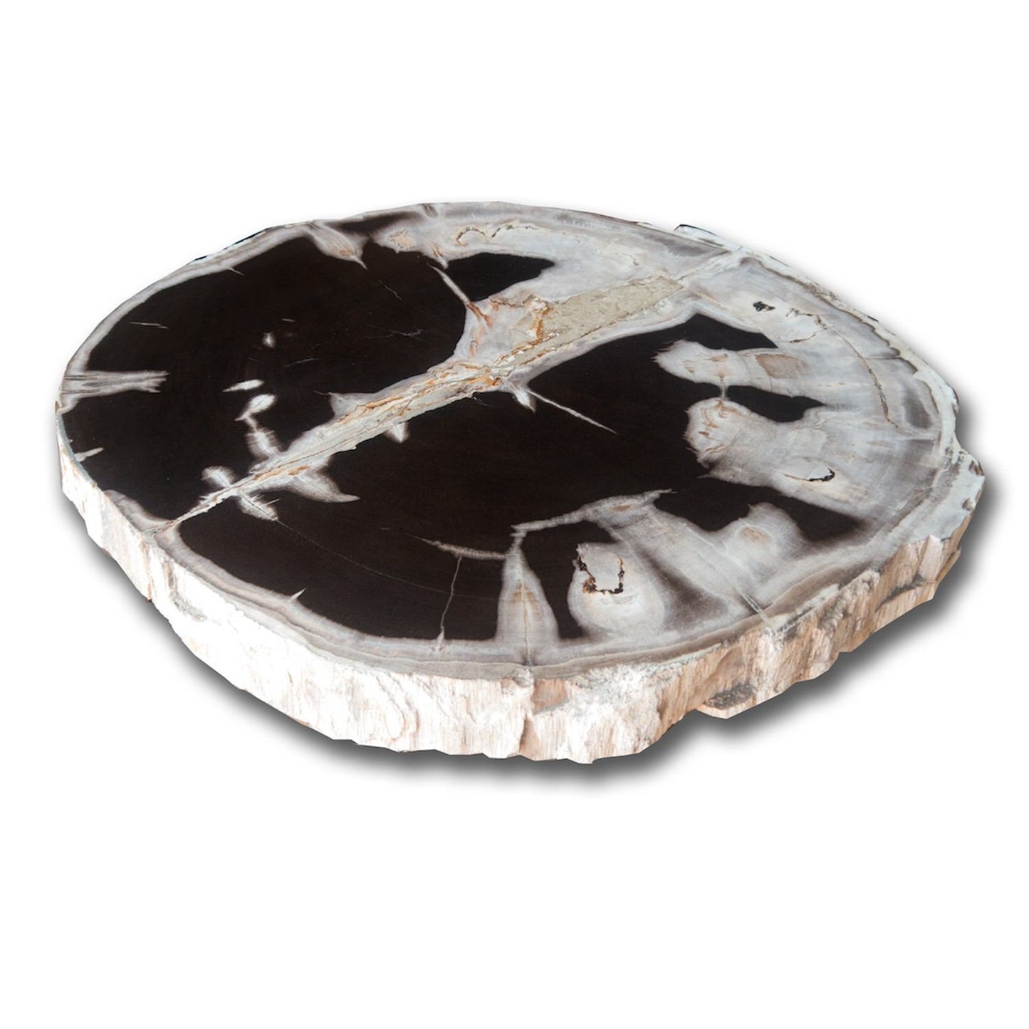 Petrified Wood Slab With Custom Made Base PF-1101 by Aire Furniture | Petrified Wood Slabs | Modishstore