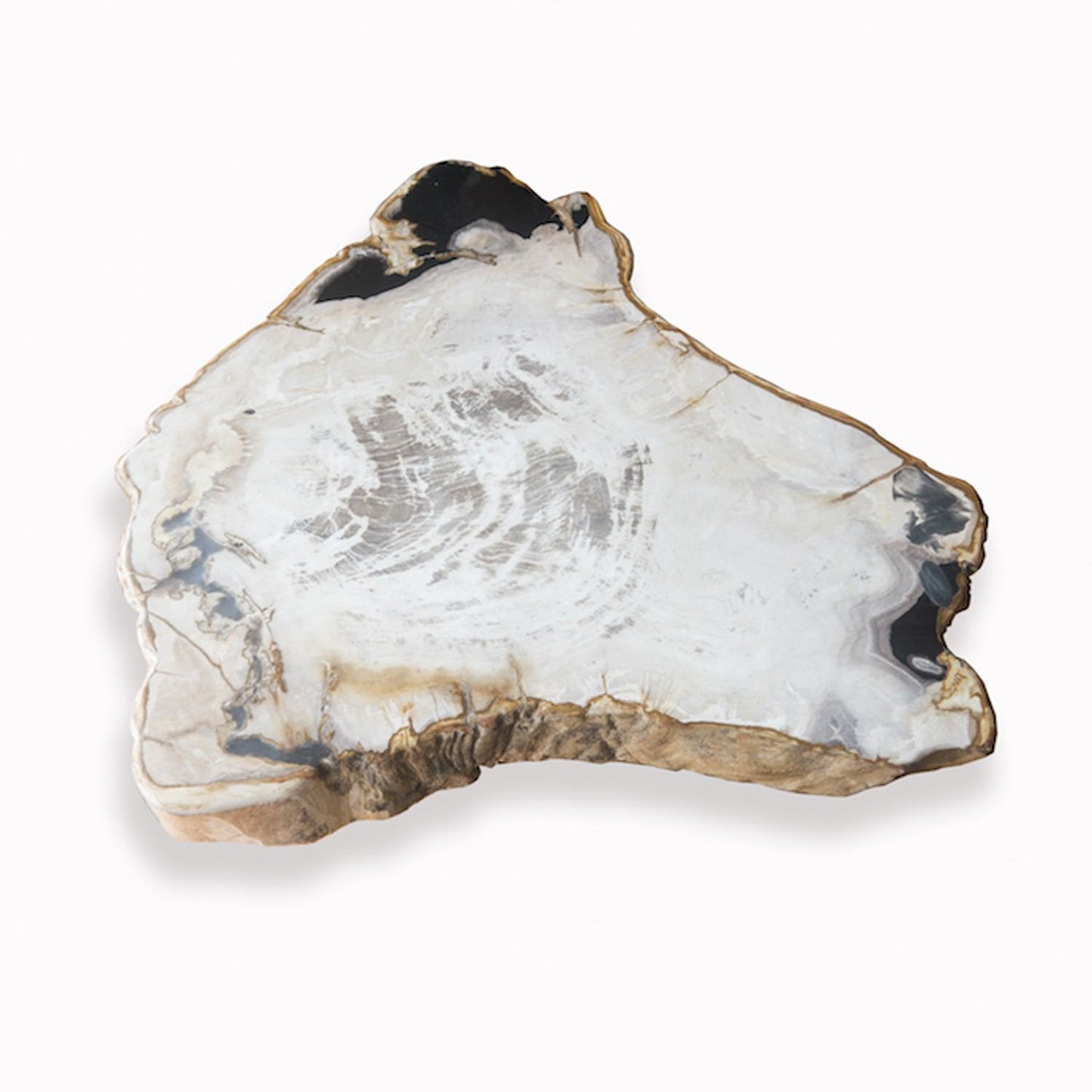 Petrified Wood Slab With Custom Made Base PF-1104 by Aire Furniture | Petrified Wood Slabs | Modishstore