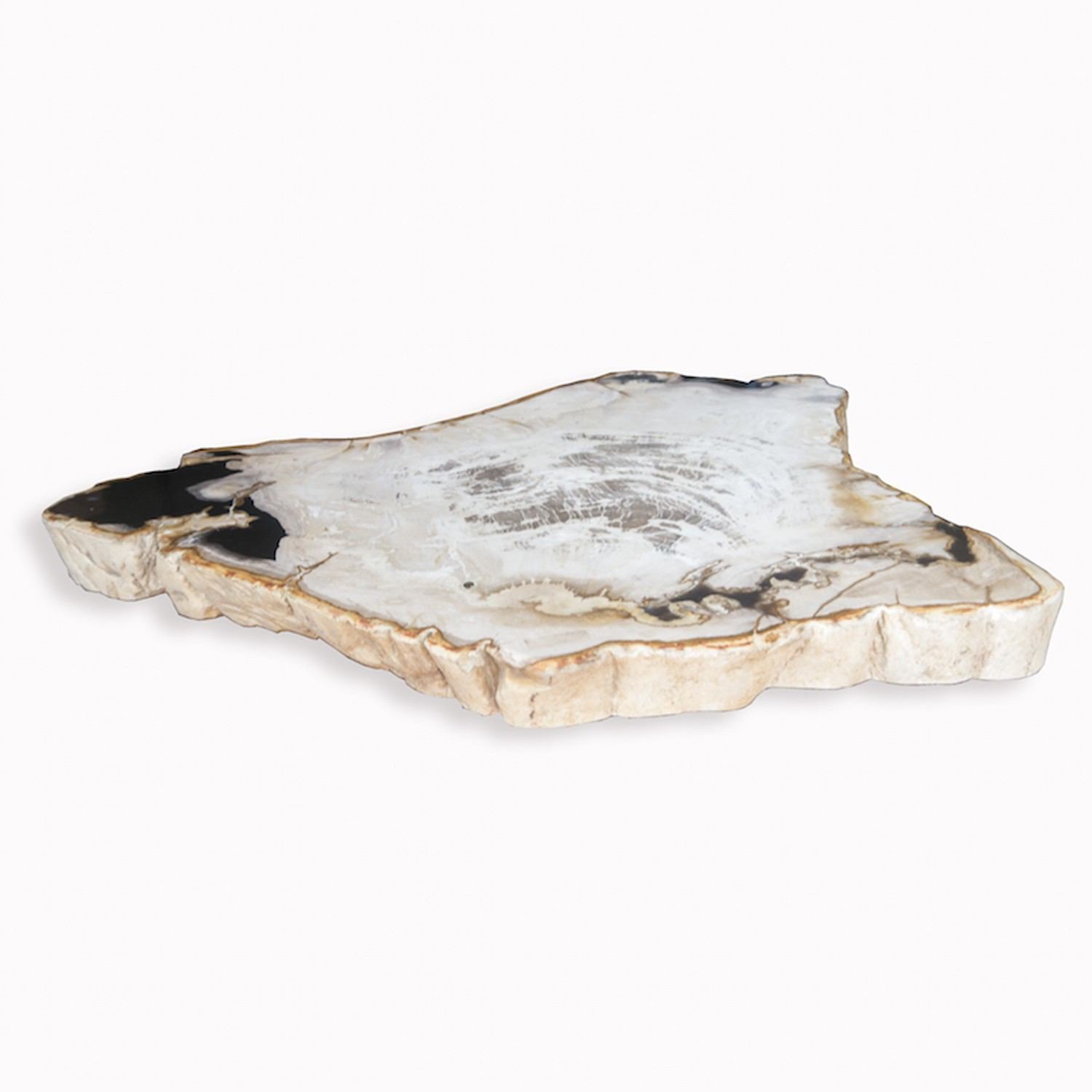 Copy of PF-1104 Petrified Wood Slab With Custom Made Base by AIRE Furniture-4