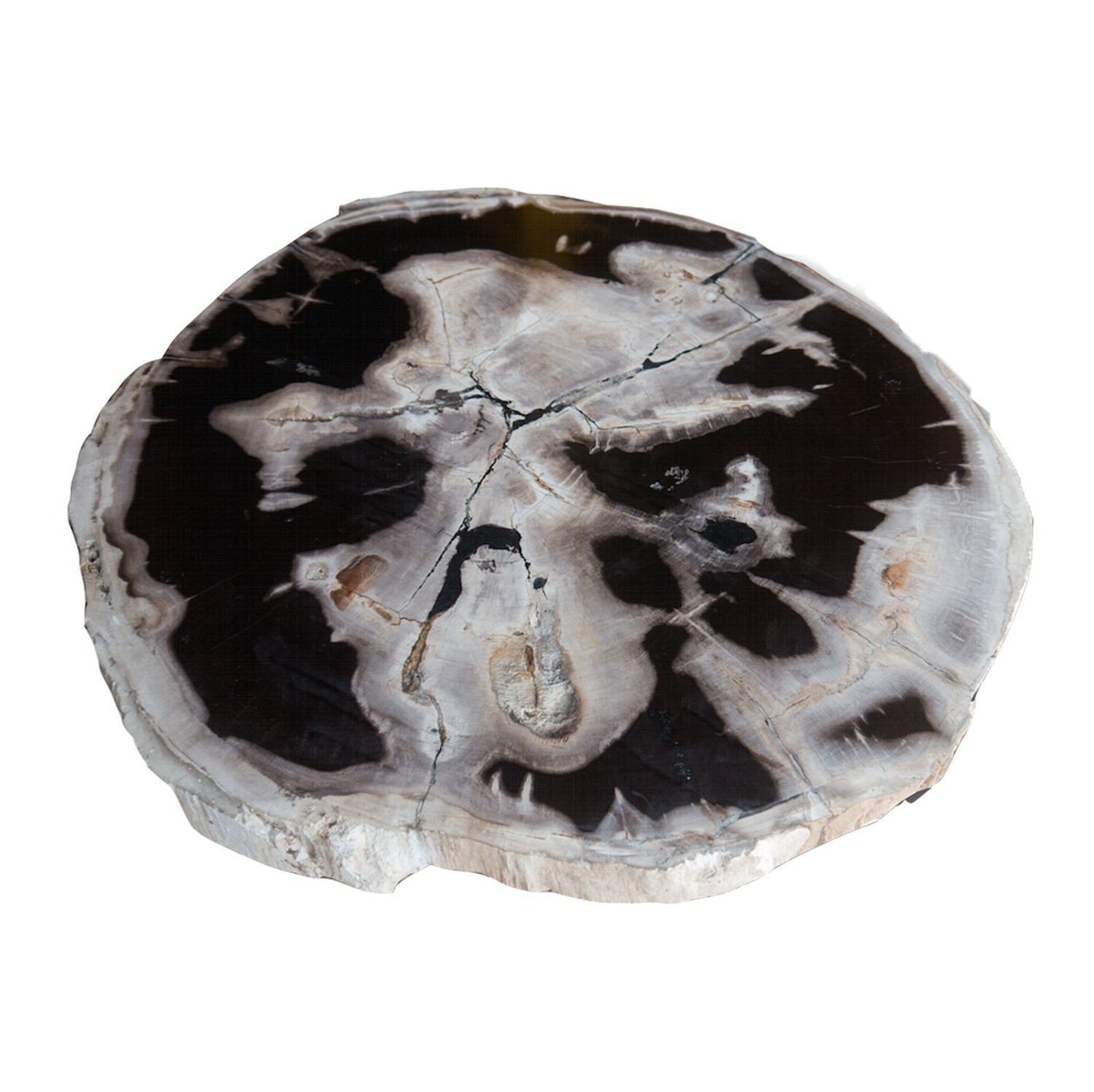 PF-1108 Petrified Wood Slab With Custom Made Base by AIRE Furniture-2