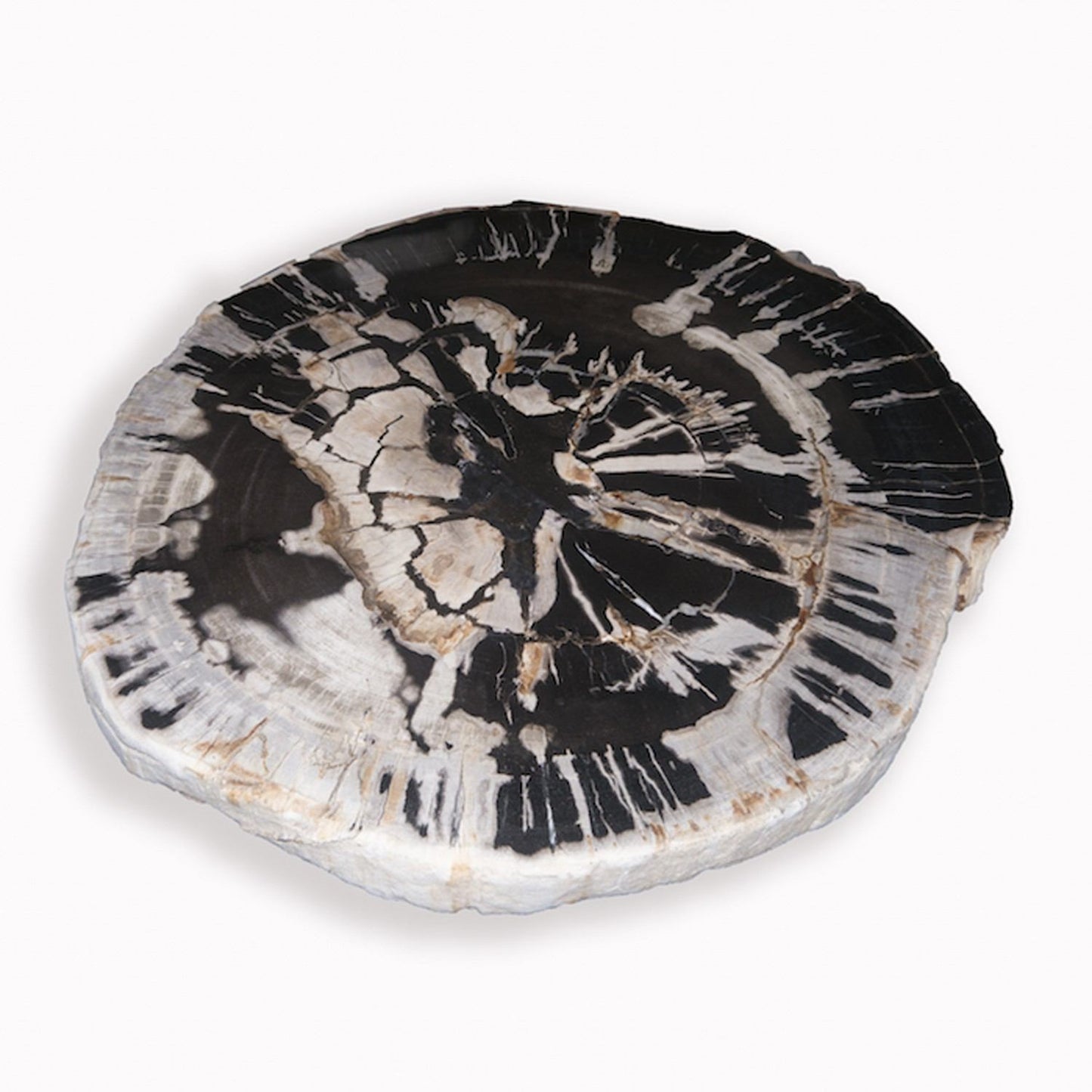 Petrified Wood Slab With Custom Made Base PF-1109 by Aire Furniture | Petrified Wood Slabs | Modishstore