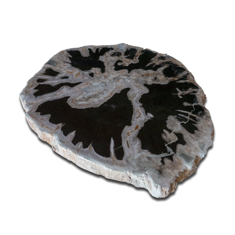 Petrified Wood Slab With Custom Made Base PF-1116 by Aire Furniture | Petrified Wood Slabs | Modishstore - 3