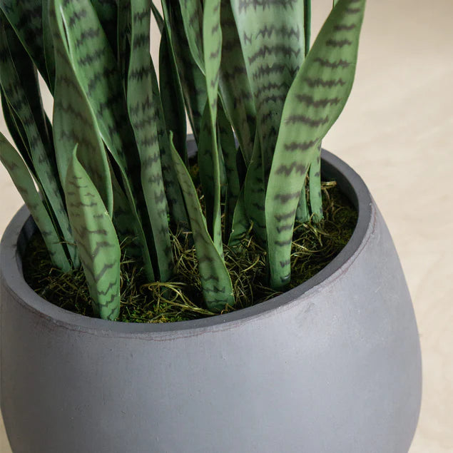 Sansevieria in Puddle Planter By Gold Leaf Design Group | Planters, Troughs & Cachepots | Modishstore - 4
