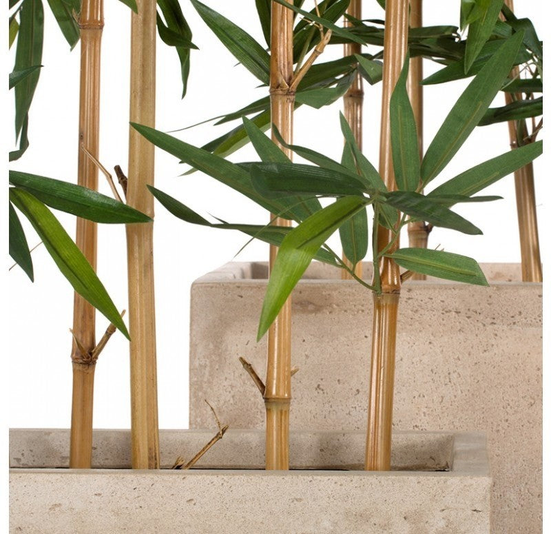 Bamboo Tree in Urbano Rectangle Planters, Set of 2 by Gold Leaf Design Group | Planters, Troughs & Cachepots | Modishstore - 4