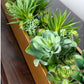 Desert Echeveria in Linear Planter by Gold Leaf Design Group | Planters, Troughs & Cachepots | Modishstore-3
