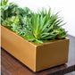 Desert Echeveria in Linear Planter by Gold Leaf Design Group | Planters, Troughs & Cachepots | Modishstore-6