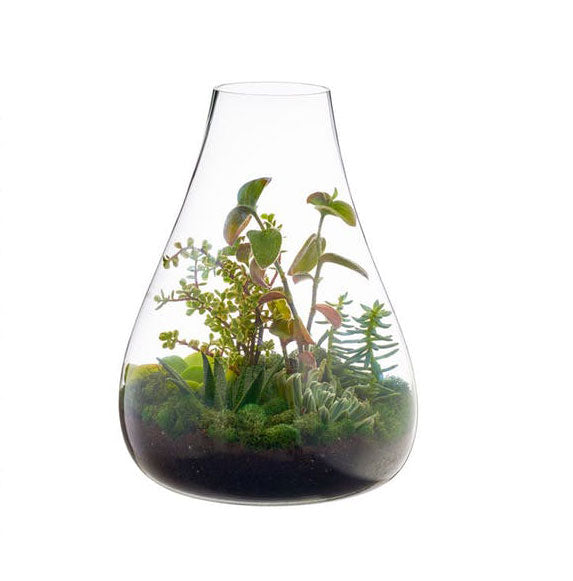 Boboli Terrarium by Texture Designideas | Glass Terrariums | Modishstore-3