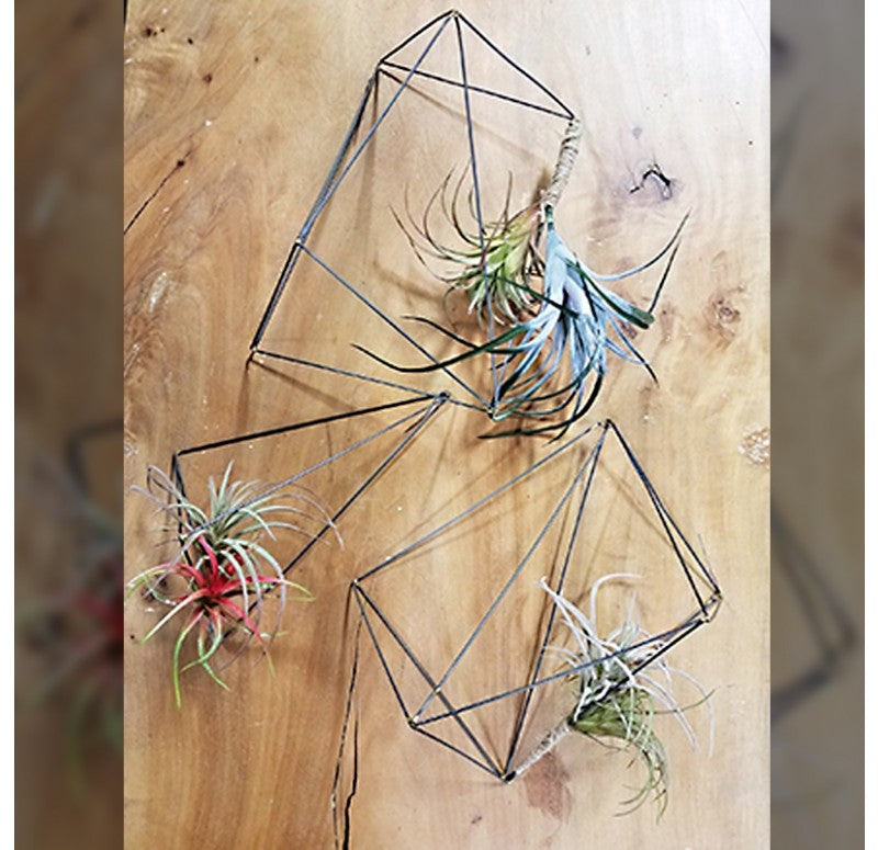 air plant wall hanging Air Plants on Wire Crystals Set by Gold Leaf Design Group