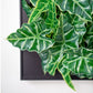 Mini Green Wall, Alocasia by Gold Leaf Design Group | Wall Decor | Modishstore-3